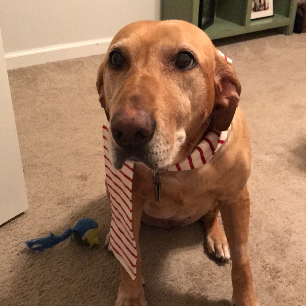 Brownie loves offers ❤️